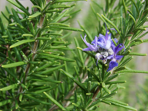 Garden Ready Herbal Plants - Rosemary