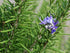 Garden Ready Herbal Plants - Rosemary
