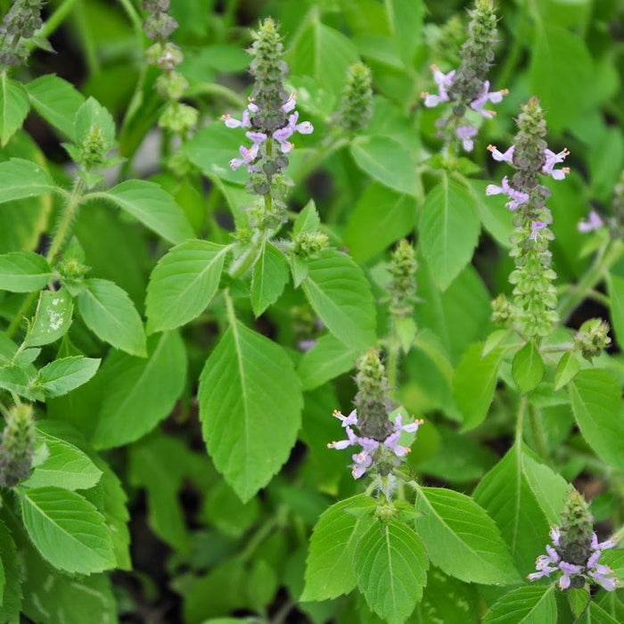 Sacred basil / Tulasi