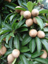 Sapota - SK Organic Farms