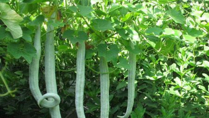 Snake Gourd ( Long & Short )