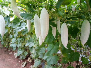 Snake Gourd ( Long & Short )