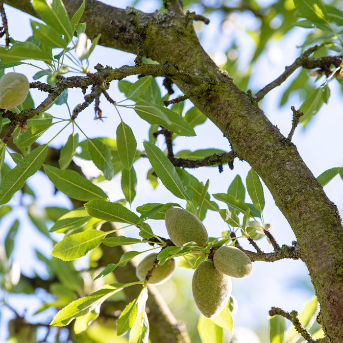 TREE SEEDS -  Almond