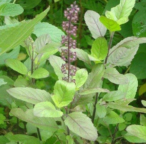 Thulasi - Basil Seed