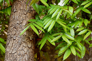 Timber Tree - Mahagony