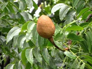 Timber Tree - Mahagony