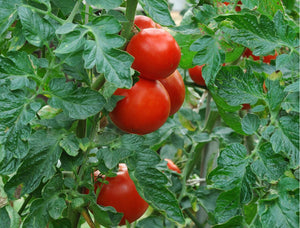 Garden Ready Vegetable Plants - Tomoto