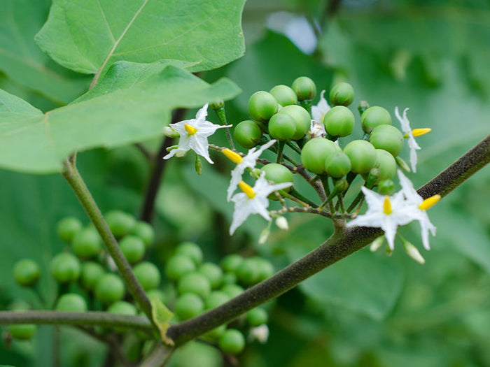 Turkey Berry-  Sundakkai