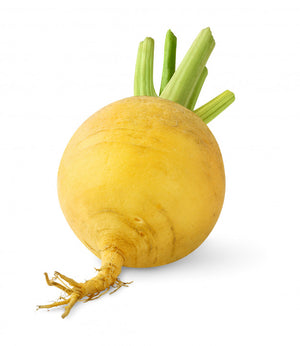Turnip Yellow Imported
