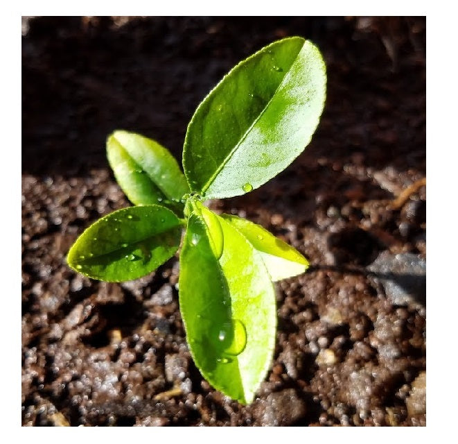Alumichai (Lemon)