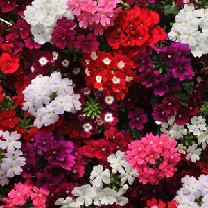 Verbena I F Mix