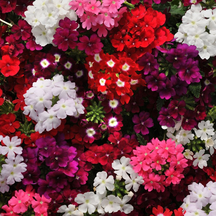Verbena I F Mix