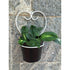 Wrought Iron - SK Organic Farms