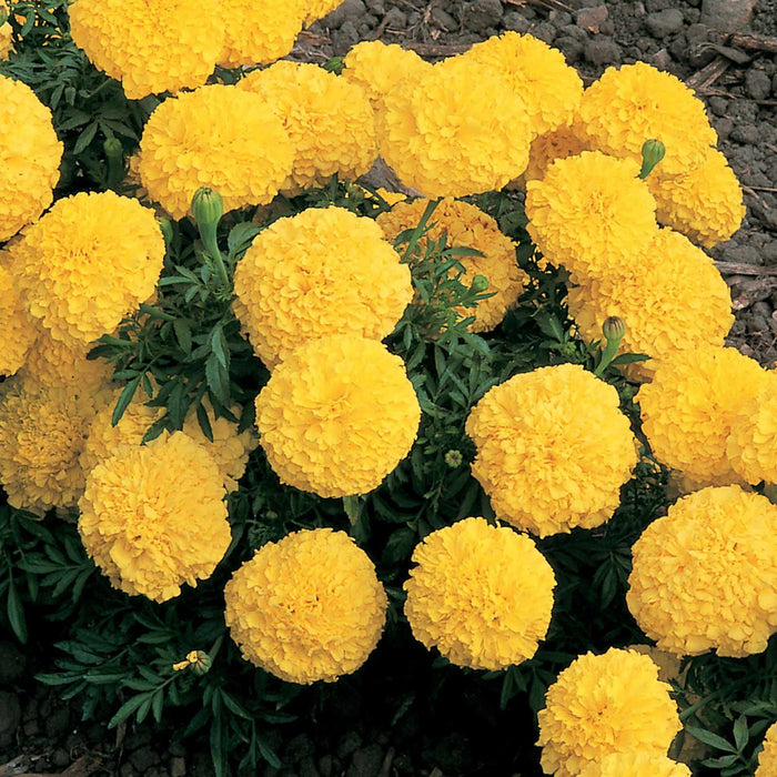 African Marigold F2 Dwarf Yellow