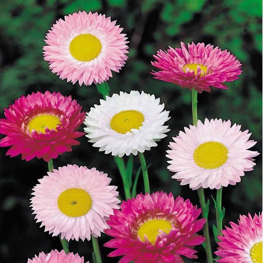 KGP - Acroclineum Roseum Mix - SK Organic Farms
