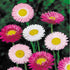 KGP - Acroclineum Roseum Mix - SK Organic Farms