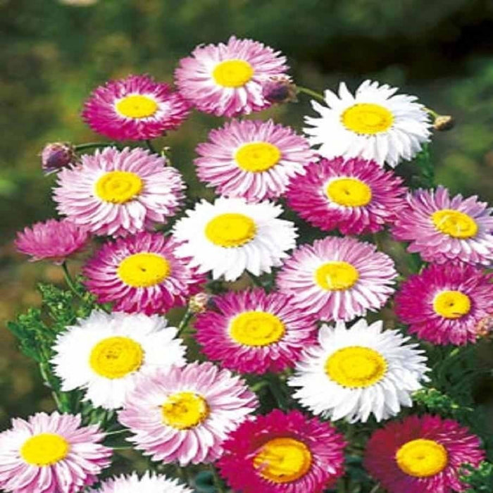 KGP - Acroclineum Roseum Mix