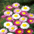 KGP - Acroclineum Roseum Mix - SK Organic Farms