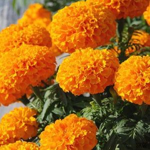 African Marigold F2 Orange - SK Organic Farms