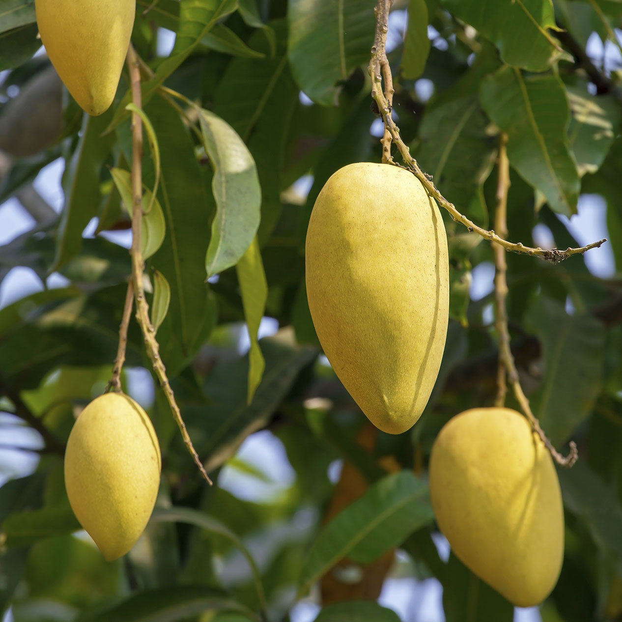 Alphonso Mango Saplings - SK Organic Farms