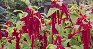Amaranthus Love Lies Bleeding (caudatus) -Biocarve
