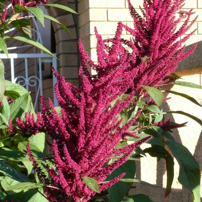 KGP- Amaranthus Pygmy Torch