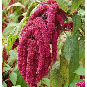 KGP- Amaranthus Love Lies Bleeding - SK Organic Farms