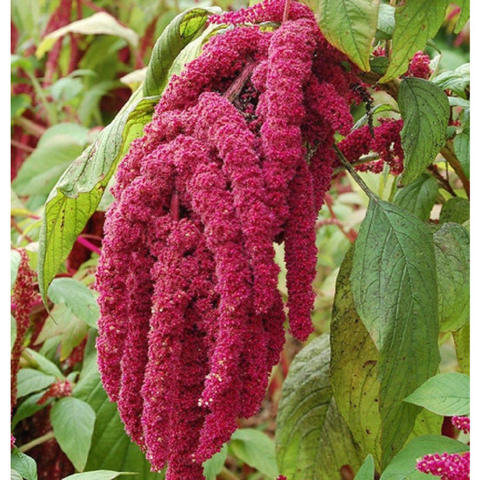 KGP- Amaranthus Love Lies Bleeding
