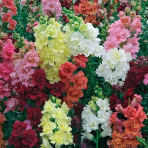 Antirininum Semi Tall (dog flower) - Biocarve