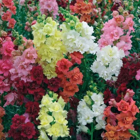 Antirininum Semi Tall (dog flower) - Biocarve