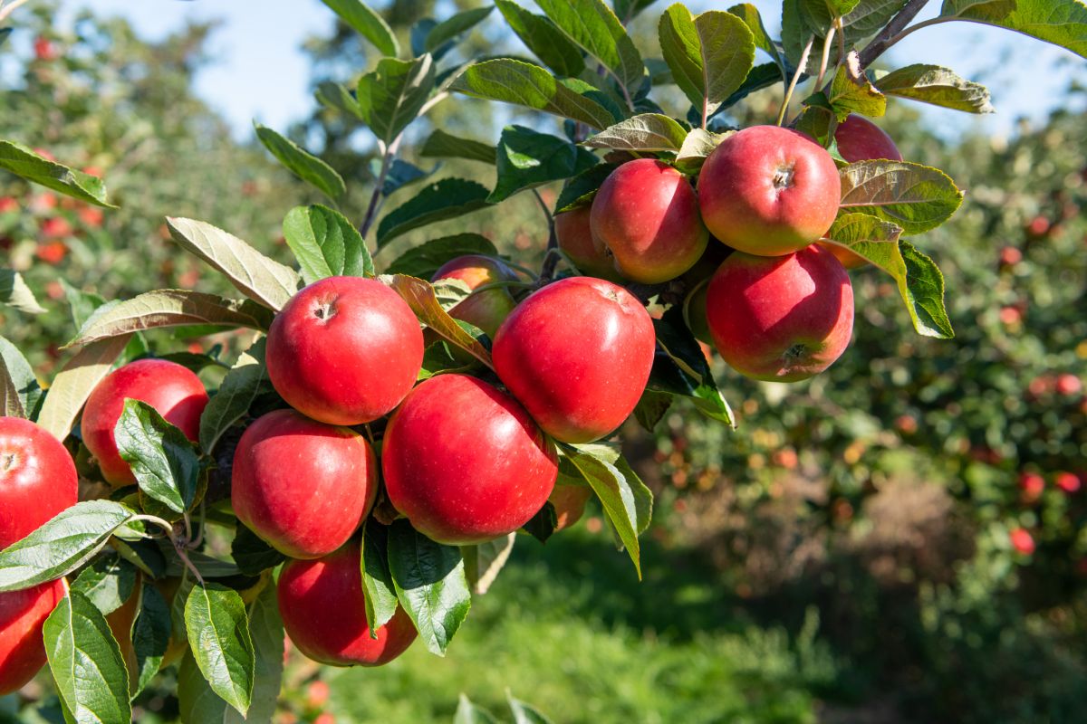 Apple Saplings