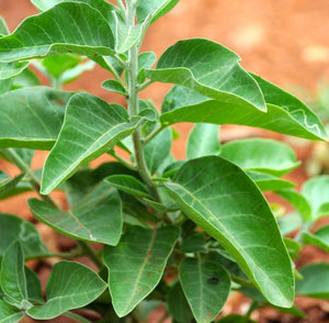 Ashwagandha Seeds