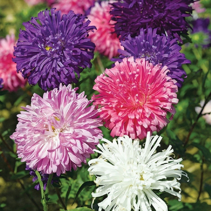 KGP- Aster Formula Mix - SK Organic Farms