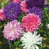 KGP- Aster Formula Mix - SK Organic Farms