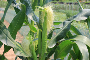 Baby Corn Hybrid