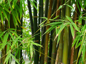 TREE SEEDS - Bamboo ( Bambusa arundinesia & Dendracalamus strictus )
