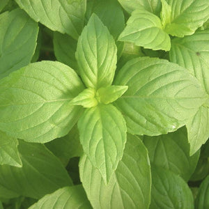 HERB - Lemon Basil - SK Organic Farms