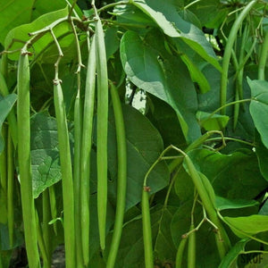 Beans Long Green - SK Organic Farms