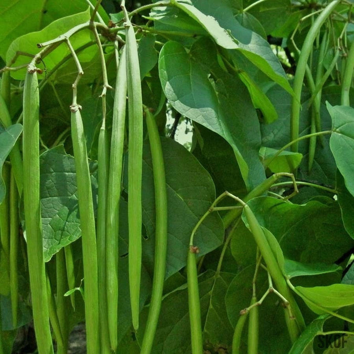 Beans Long Green -Biocarve