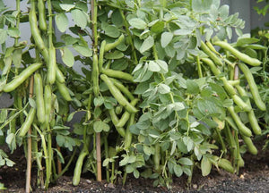 Broad Beans