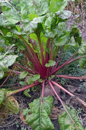 Beetroot