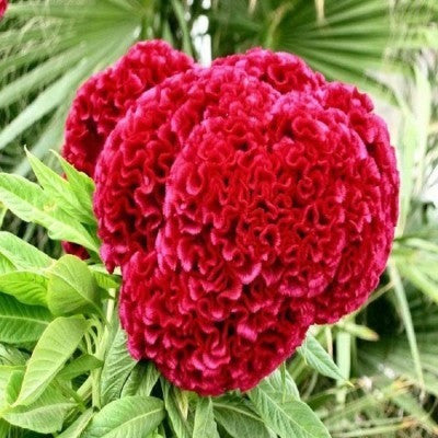 KGP- Celosia Cocks Comb Mix