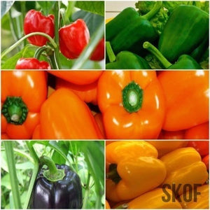 Capsicum Seeds - Pack of 5 - SK Organic Farms
