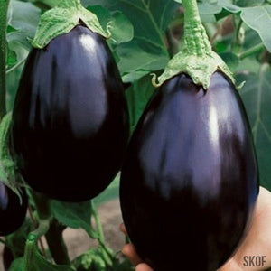 Brinjal Purple Long - SK Organic Farms