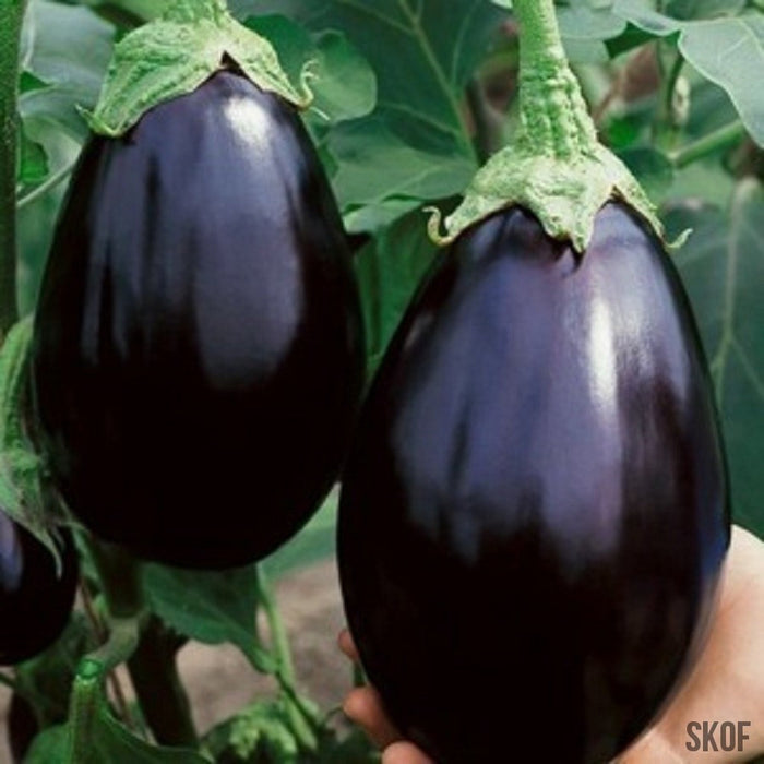 Brinjal Black Beauty - Biocarve