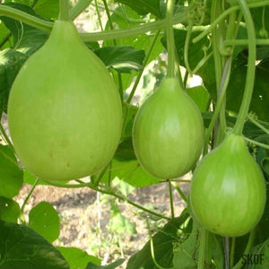 Bottle Gourd Round - BioCarve - SK Organic Farms