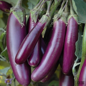 Brinjal Purple Long - SK Organic Farms