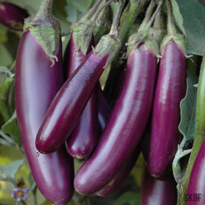 Brinjal Purple Long -Biocarve