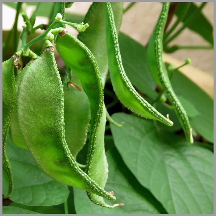 Broad Beans