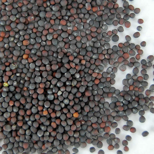 cabbage plant seeds Cabbage